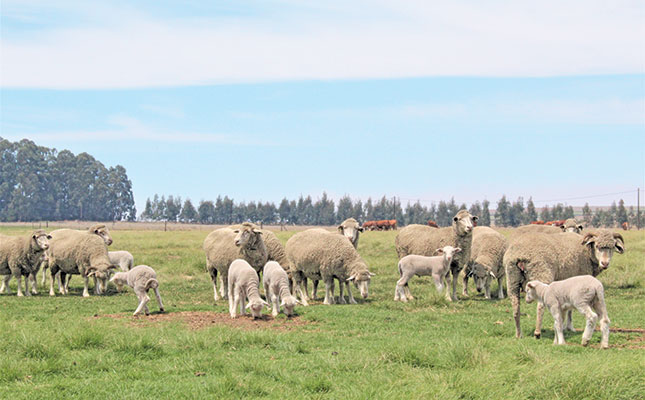 South Africa’s sheep farmers under pressure