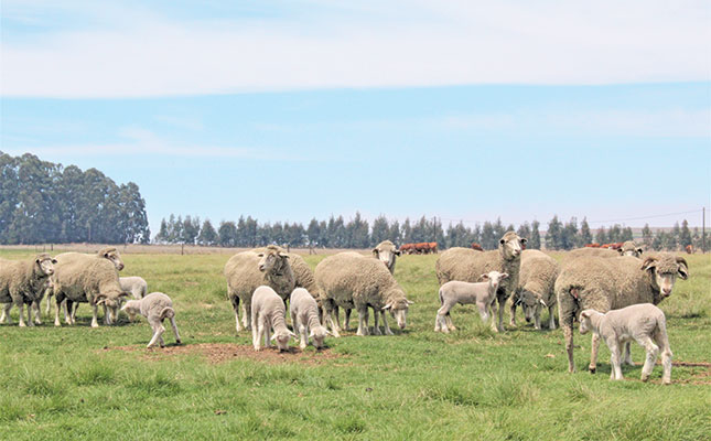 South Africa’s sheep farmers under pressure South Africa’s sheep farmers under pressure