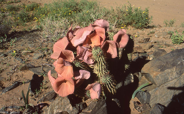 ‘Poaching can lead to local succulent species becoming extinct’ ‘Poaching can lead to local succulent species becoming extinct’