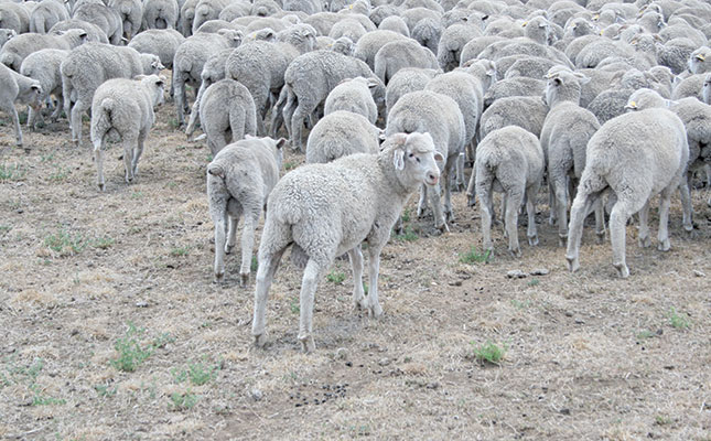 The true cost of agricultural crime in SA The true cost of agricultural crime in SA