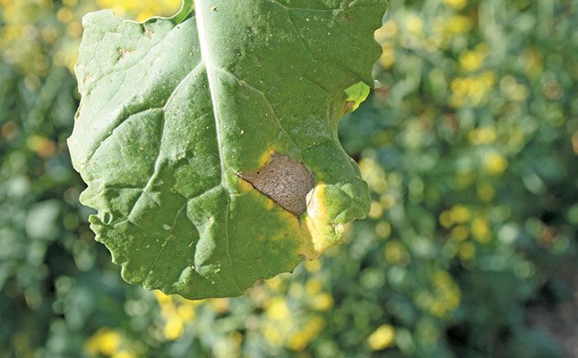 Plant health: Protect your canola from blackleg