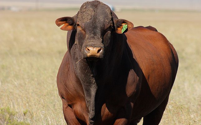 Santa Gertrudis bulls: tested for two decades