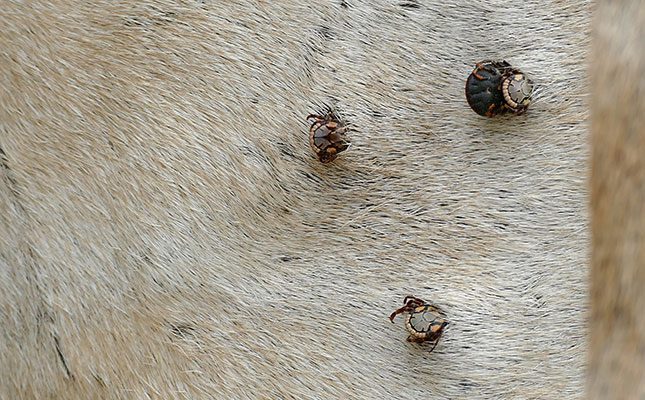 How to recognise the ticks plaguing your livestock