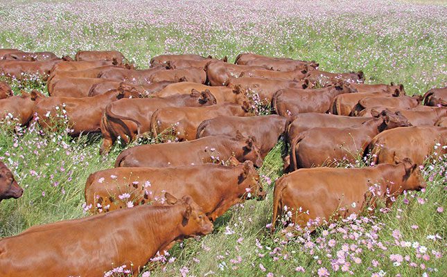 How to keep livestock calm and stress-free