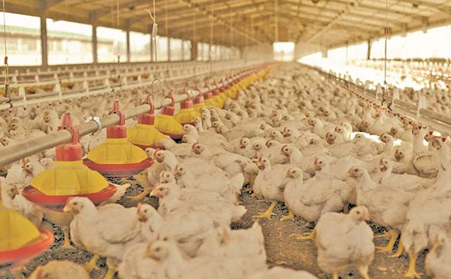 Rolling blackouts derail poultry progress