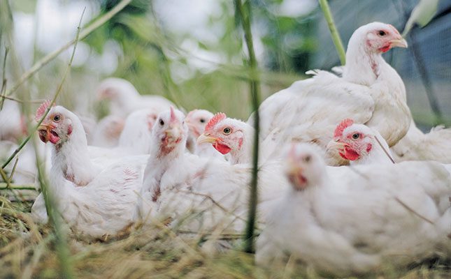 Renewed calls to exempt chicken from VAT