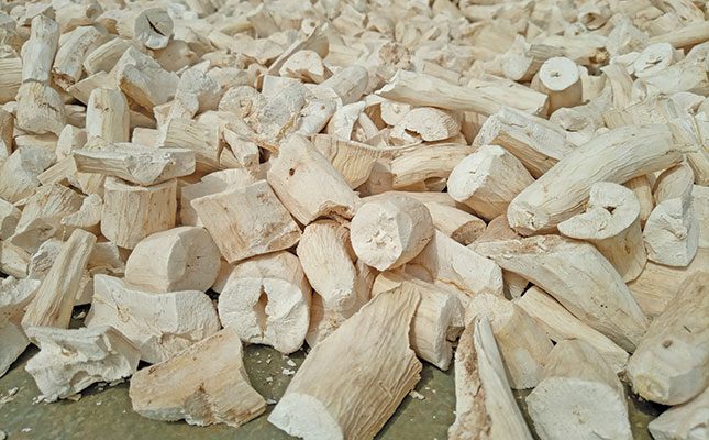 Cassava: an untapped resource in South Africa
