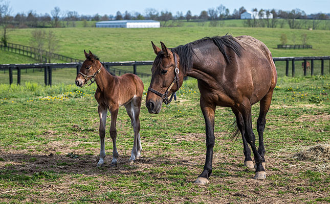 What you need to know about horse insurance