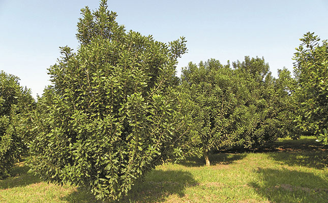 Macadamia farmers in for a four-year struggle