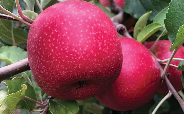 Botswana optimistic about local apple production