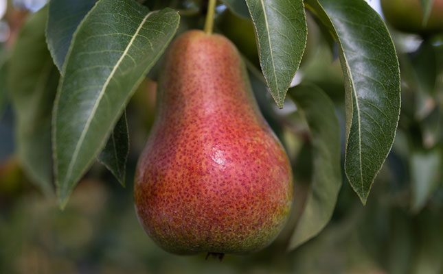 New Cape blush pear cultivar Rosy-Lwazi makes its debut