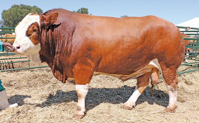 The challenges facing Namibia’s cattle producers