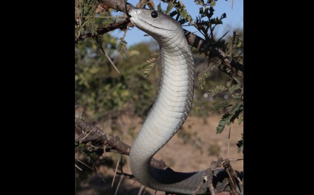 Shortage of snake antivenom in South Africa a “major disaster”