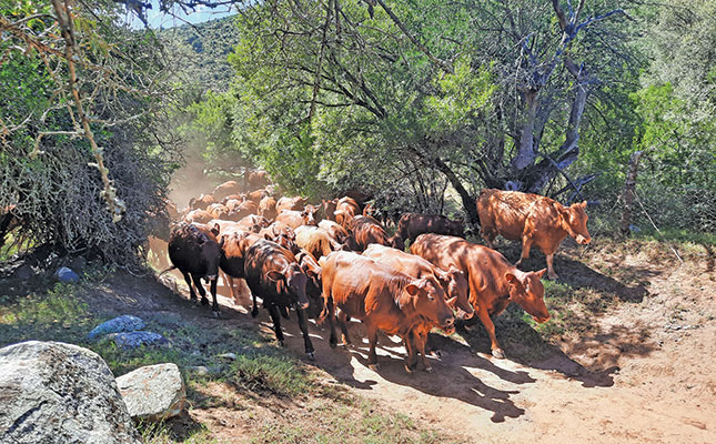 Unlocking opportunities for women in SA’s livestock value chains