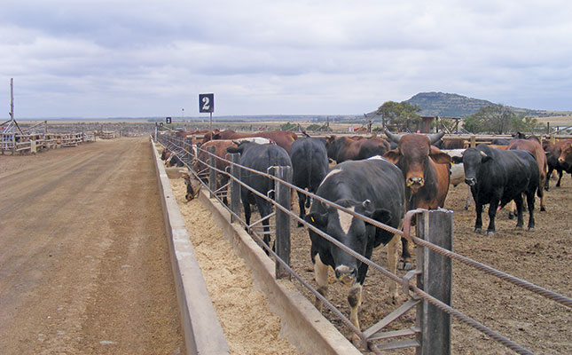 What feedlots expect in the ideal weaner