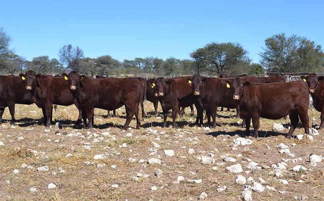 Beware of deregistered stud breeders, says Namibian Meat Board