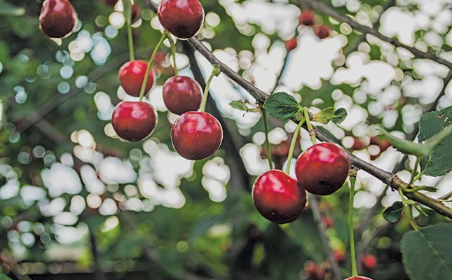 Finding cherry leaf spot-resistant varieties