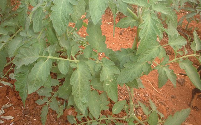 Defeat Liriomyza leaf miner without paying a cent