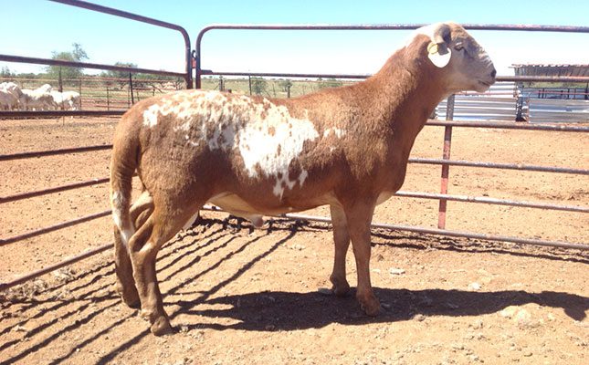 Namibian mutton and lamb exports on the increase
