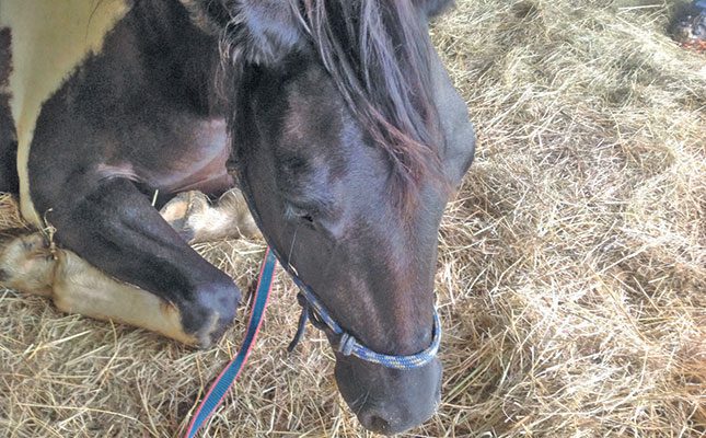 African horse sickness cases reportedly rising amid vaccine shortage