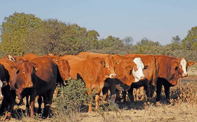 A top Afrisim stud built with award-winning cows