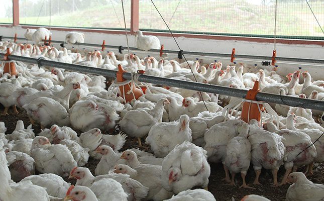 Intensive livestock production under threat as Eskom tariff hike bites