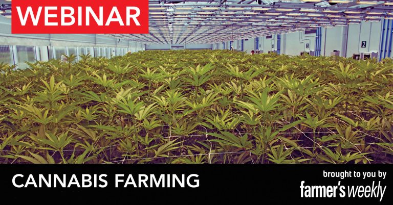 WEBINAR – Cannabis farming: choosing the right technology