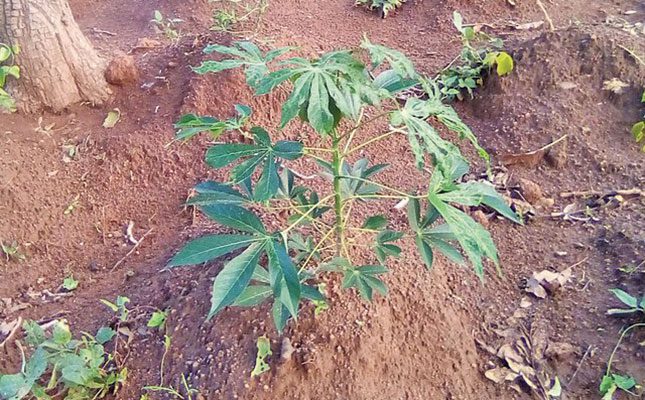 Zambia fights damaging cassava root rot outbreak