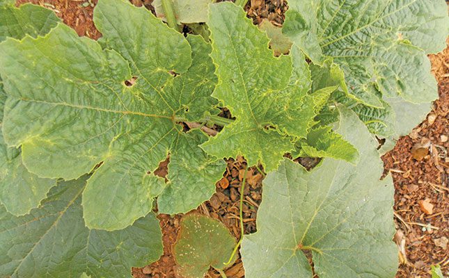Fertilising cucurbits: how much to apply and when to do it