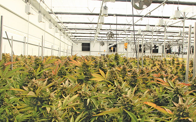 Free State MEC promises ‘millions’ to ramp up cannabis production Free State MEC promises ‘millions’ to ramp up cannabis production