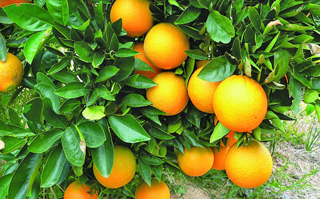 US orange harvest expected to reach 86-year low this season