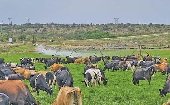 The slow transformation of SA’s dairy industry