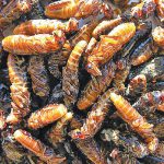 These termites have been fried for human consumption.