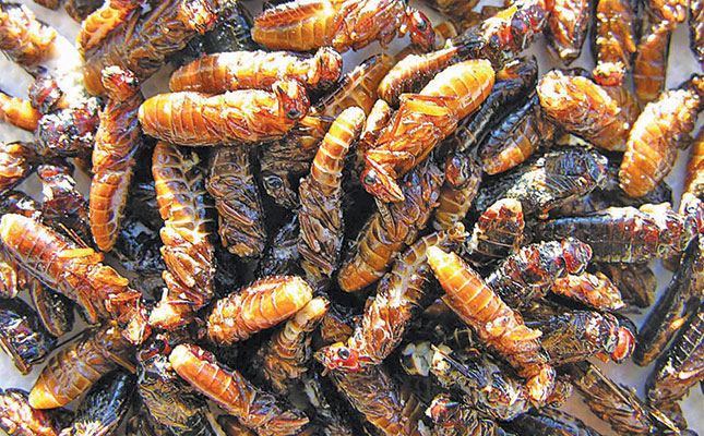 Edible termites: a weapon in the fight against food insecurity?