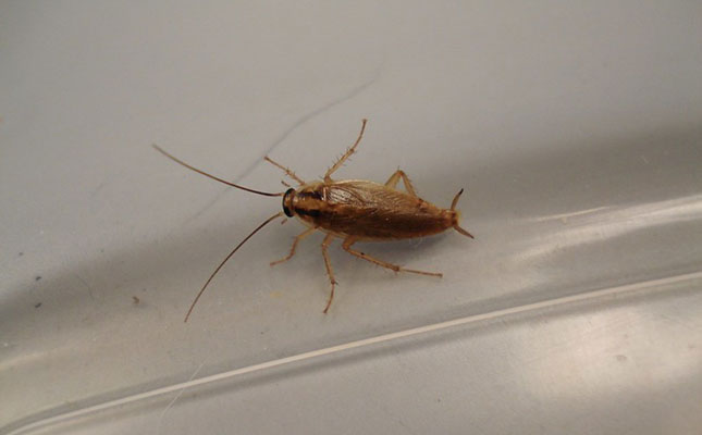 Massive cockroach outbreak in South Africa