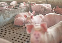 business plan pig farming