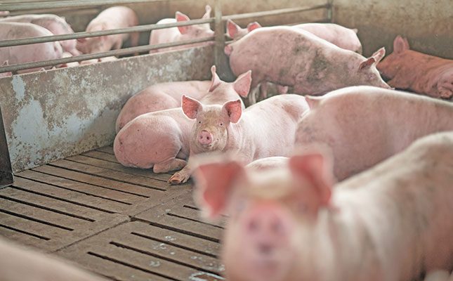 Many opportunities await SA’s pork industry