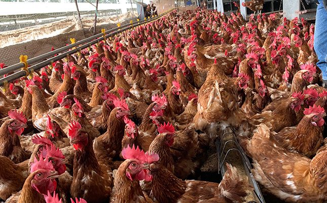 Brazil declares animal health emergency after bird flu outbreak