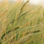 Small-grain farmers can expect good yields if sufficient rain falls around September/October.