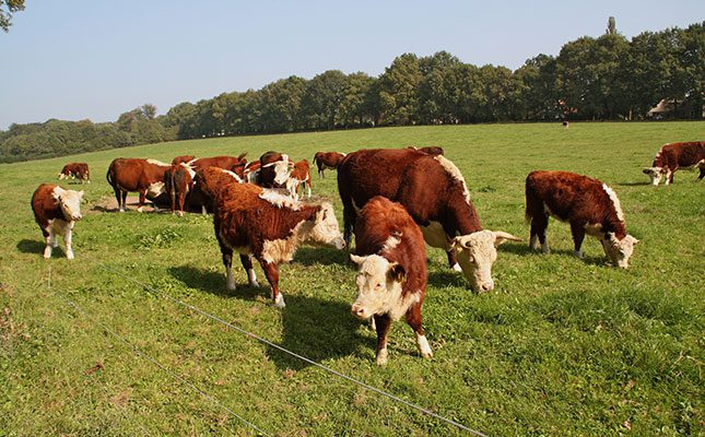 Dutch livestock farmers to receive payment for halting operations