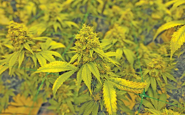 SA’s cannabis industry: a potential powerhouse