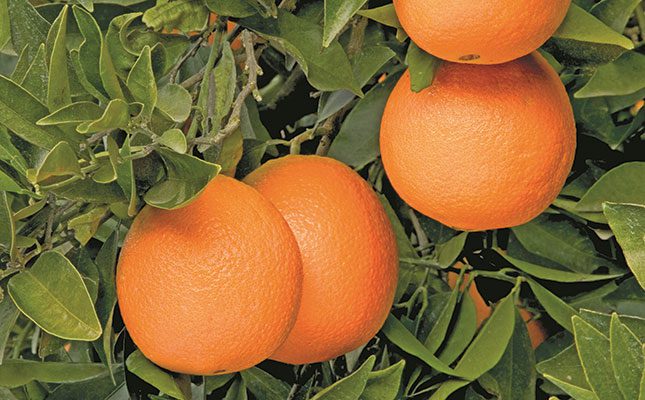 Plant citrus to supplement your income