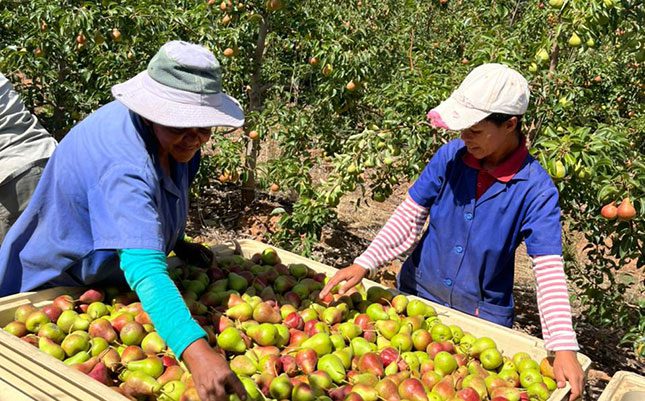 Culdevco’s fruit cultivars boost profitability
