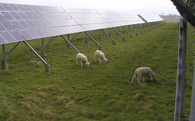 ‘Using sheep to trim fields at solar plants benefits everyone’