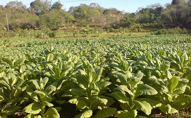 Zimbabwe sells record of 261 million kilograms of tobacco