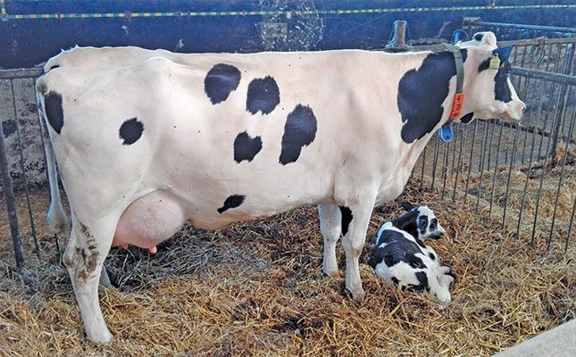 Why sexed semen is ideal for emerging cattle farmers
