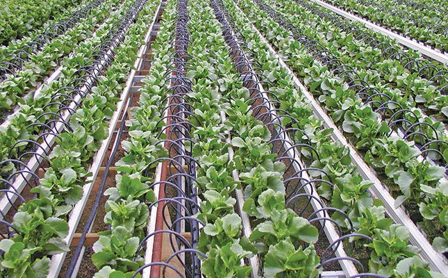 Irrigation technology is making production cheaper