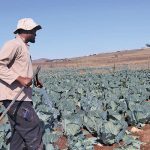 Qeja grows cabbages on communal land near Tsolo in the Eastern Cape.