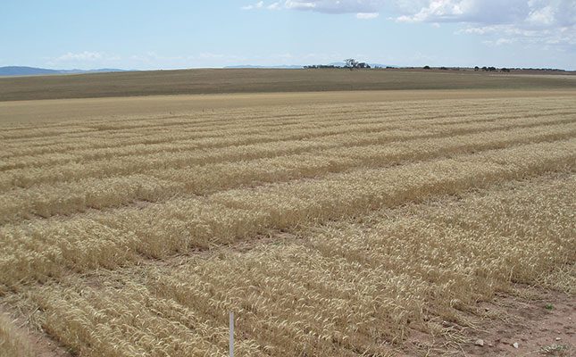 Concern about forecast for decline in Australia’s winter crops
