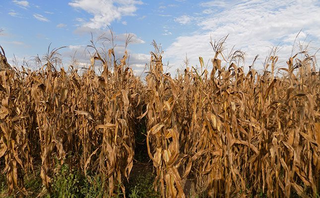 Carryover stocks ease concerns over Zambia’s lower maize crop